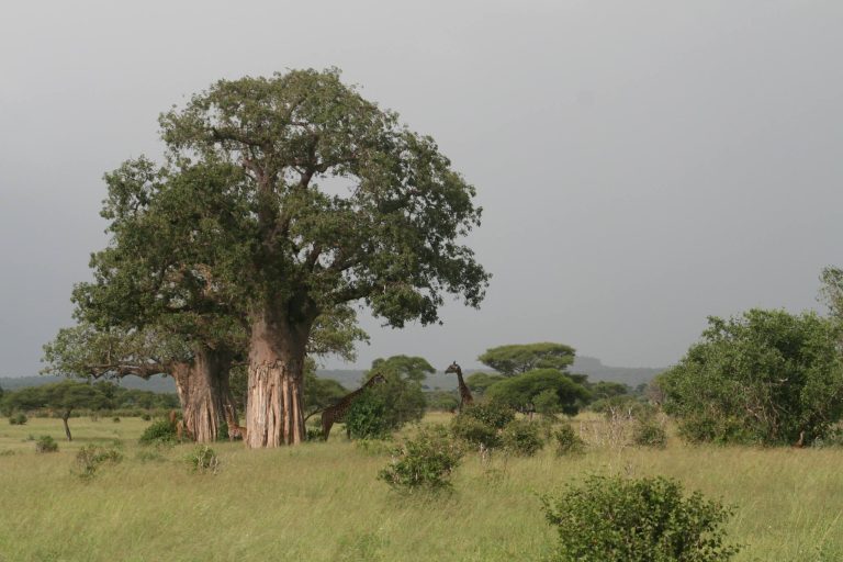 2-Day Tanzania Wildlife Adventure: Ngorongoro & Tarangire Safari