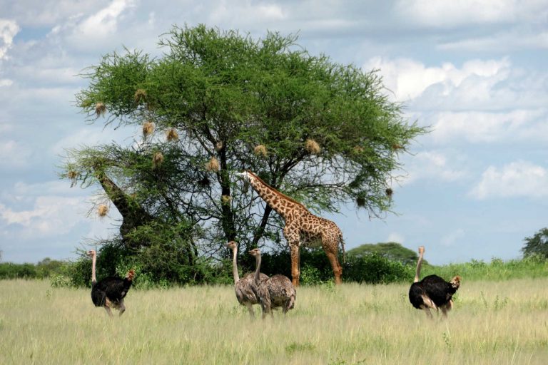 4-Day Tanzania Big Five Wildlife Safari Adventure